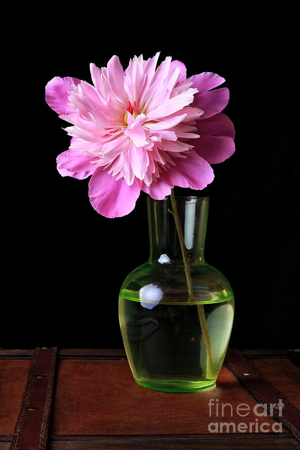 Pink Peony Flower in Vase Photograph by Edward Fielding
