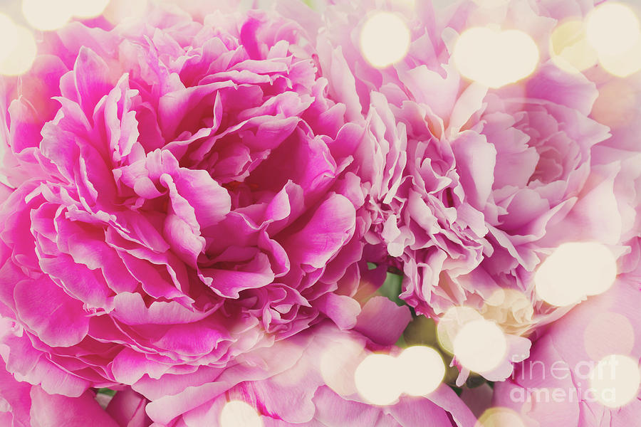 Pink   Peony Flowers Macro Photograph by Anastasy Yarmolovich