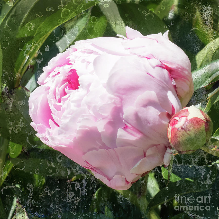 Pink Peony IIl Photograph by Scott and Dixie Wiley