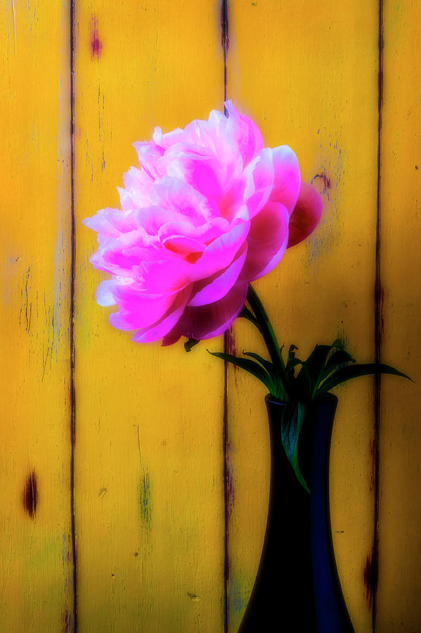 Pink Peony In Black Vase Photograph by Garry Gay