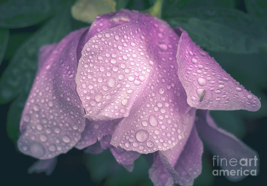 Pink Peony in the Rain Photograph by Cheryl Baxter