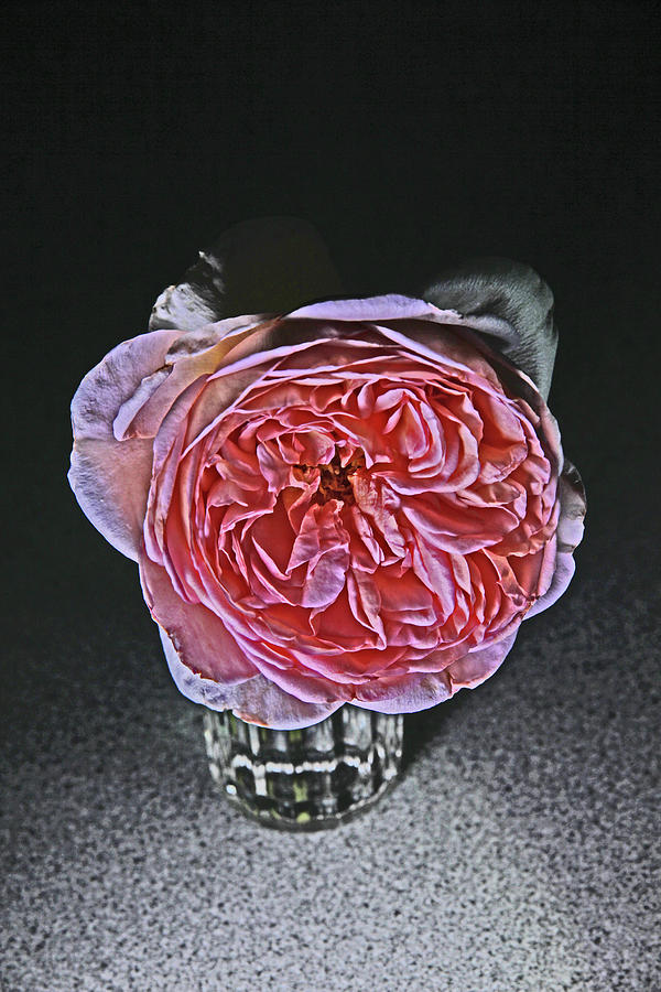 Pink Peony in Water Glass 7337 Photograph by David Frederick