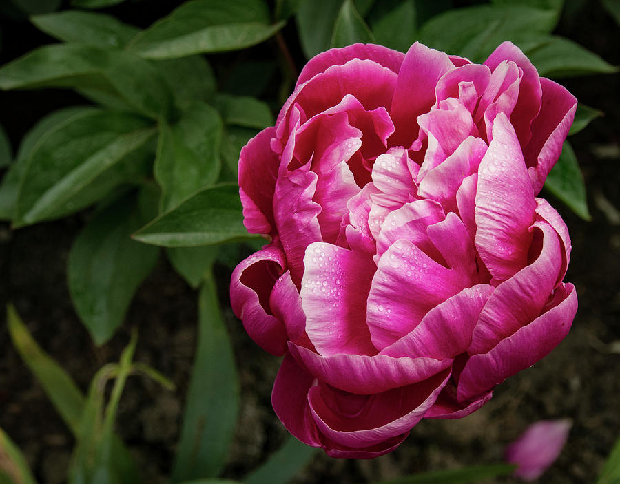 Pink Peony Photograph by Jean Noren