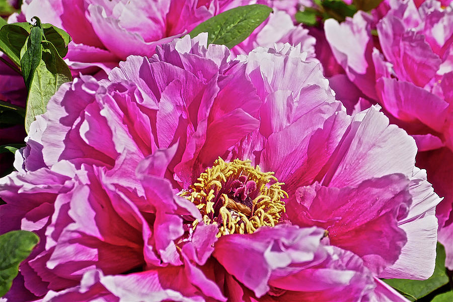 Pink Peony Photograph by Joan Reese