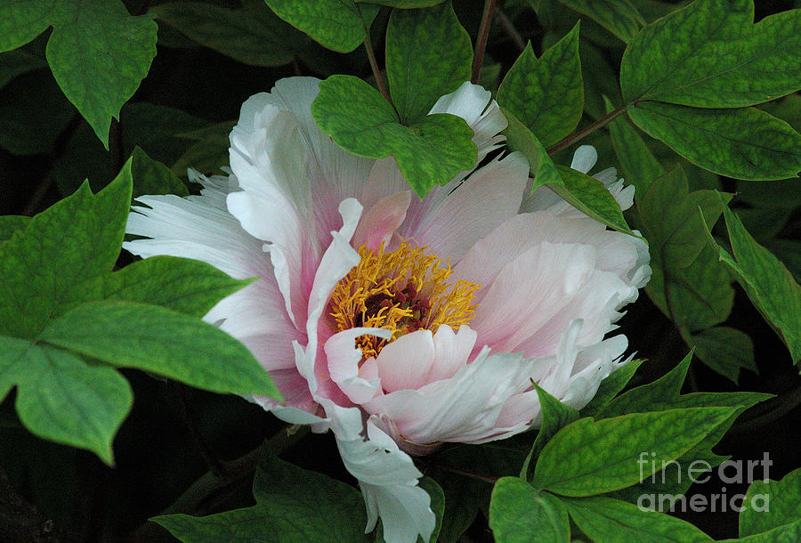 Pink Peony Photograph by Kathleen Gauthier