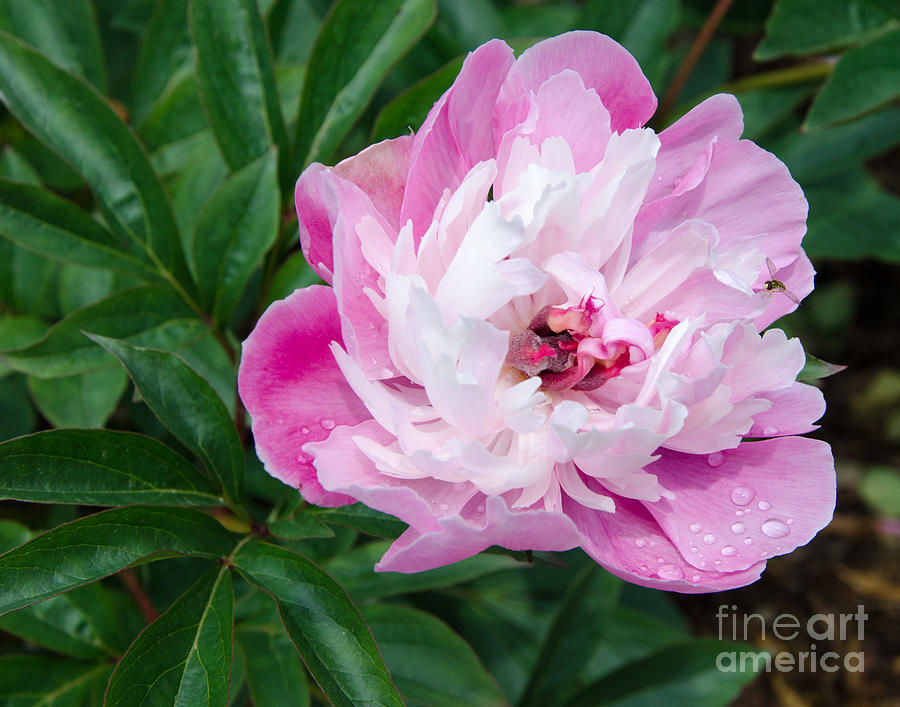 Pink Peony Painting by Laurel Best