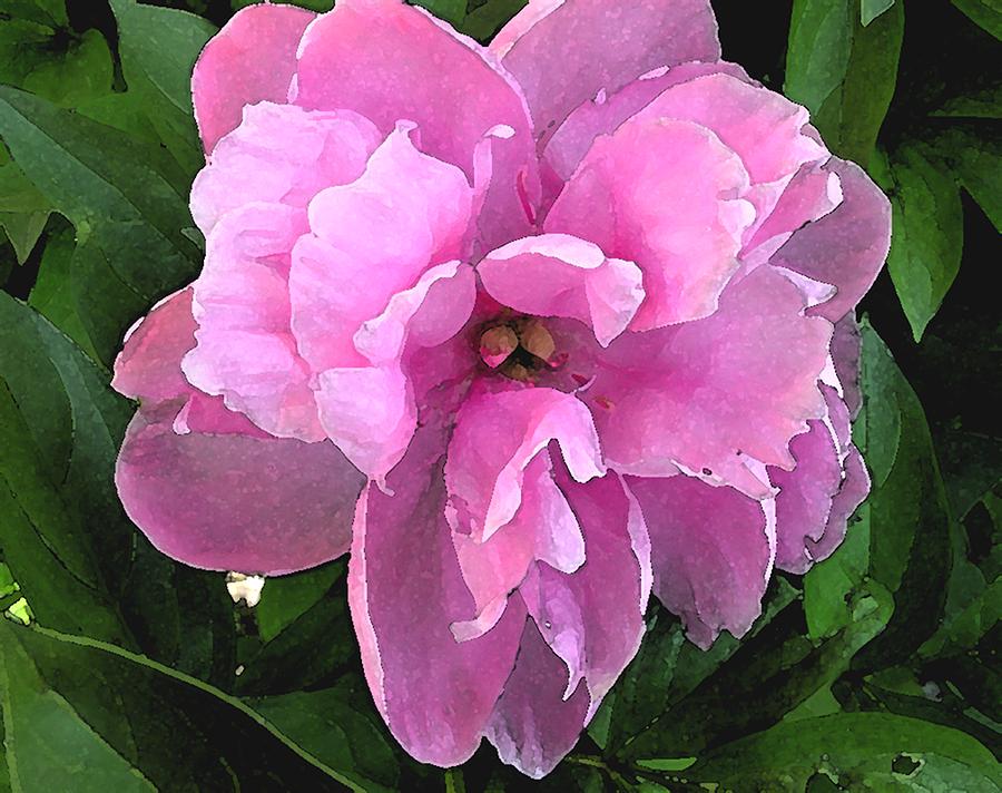 Pink Peony Photograph by Laurie Pace
