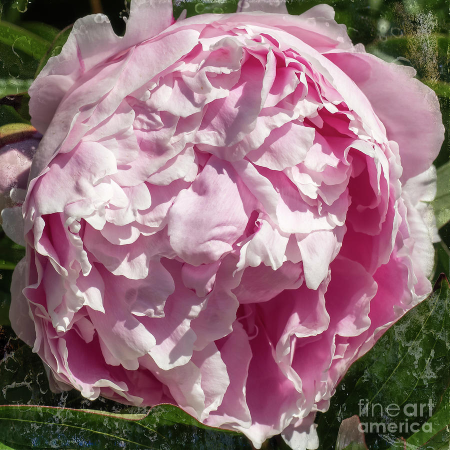 Pink Peony II Photograph by Scott and Dixie Wiley