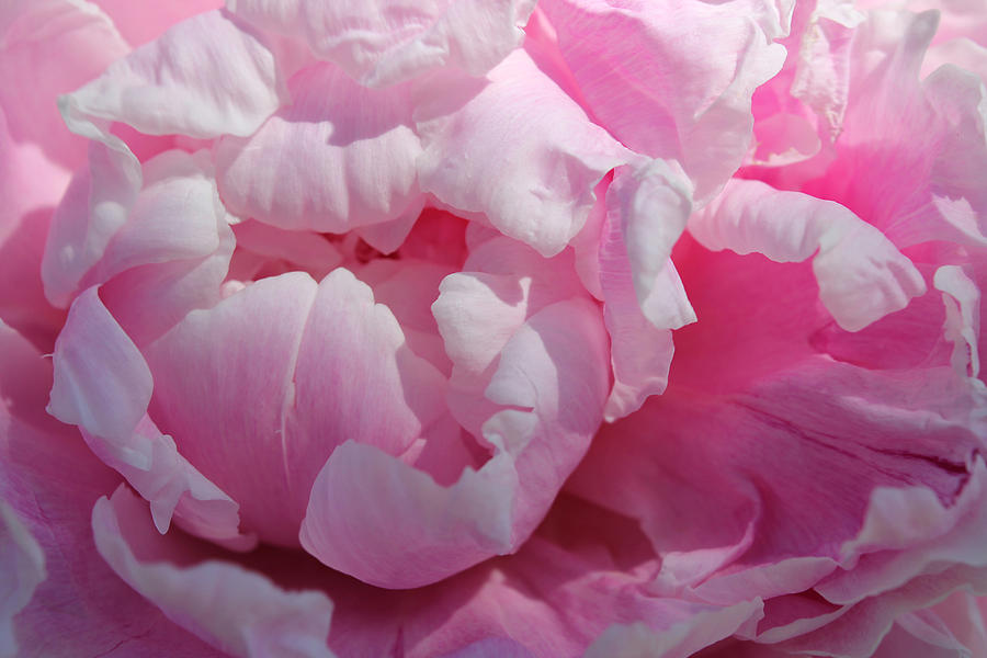 Pink Flower Photograph - Pink Peony by Lynne Guimond Sabean Pink Flower Photograph - Pink Peony by Lynne Guimond Sabean
