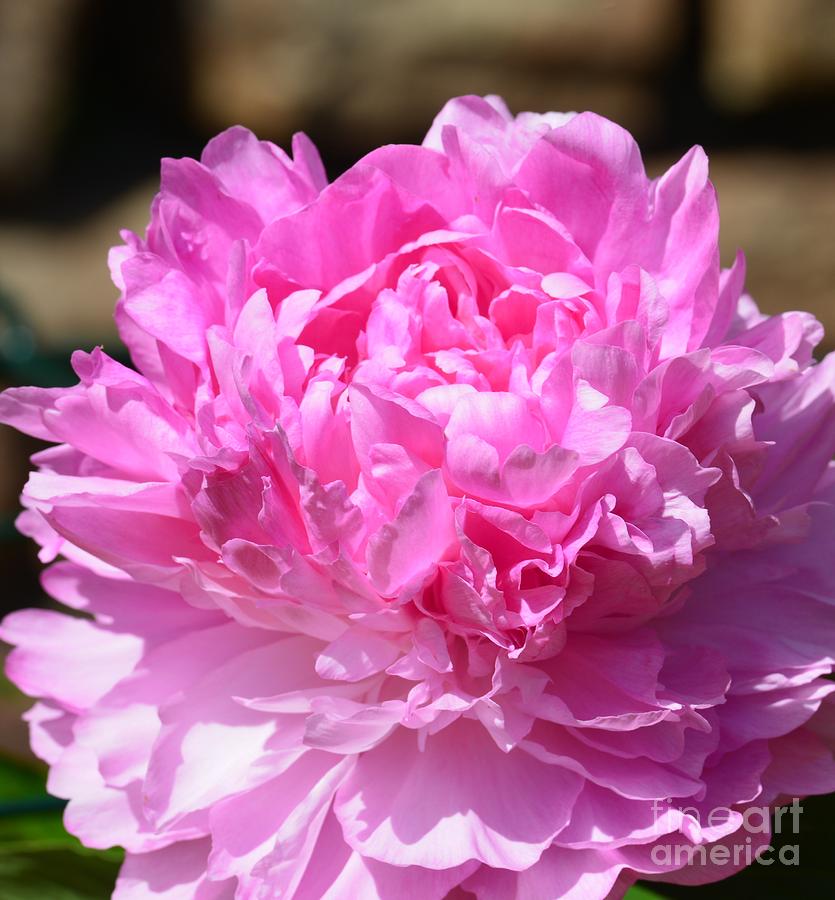 Pink Peony Photograph by Maria Urso