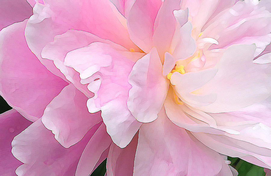 Pink Peony Photograph by Mary Bedy