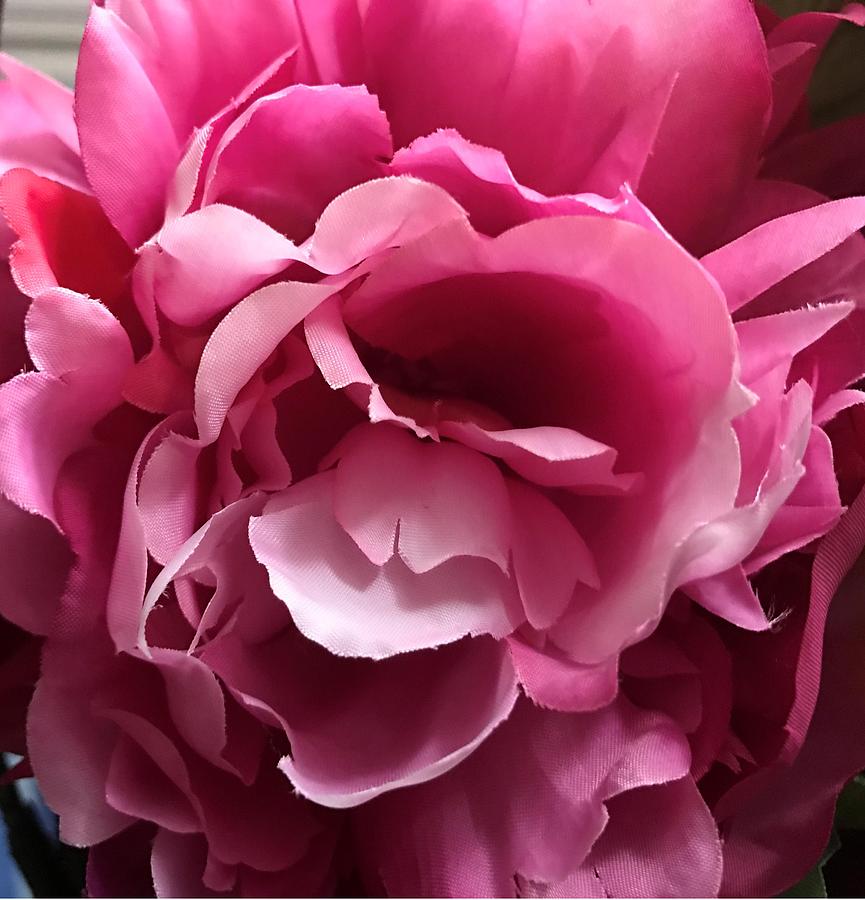 Pink peony Photograph by Nicole Rashid - Pixels