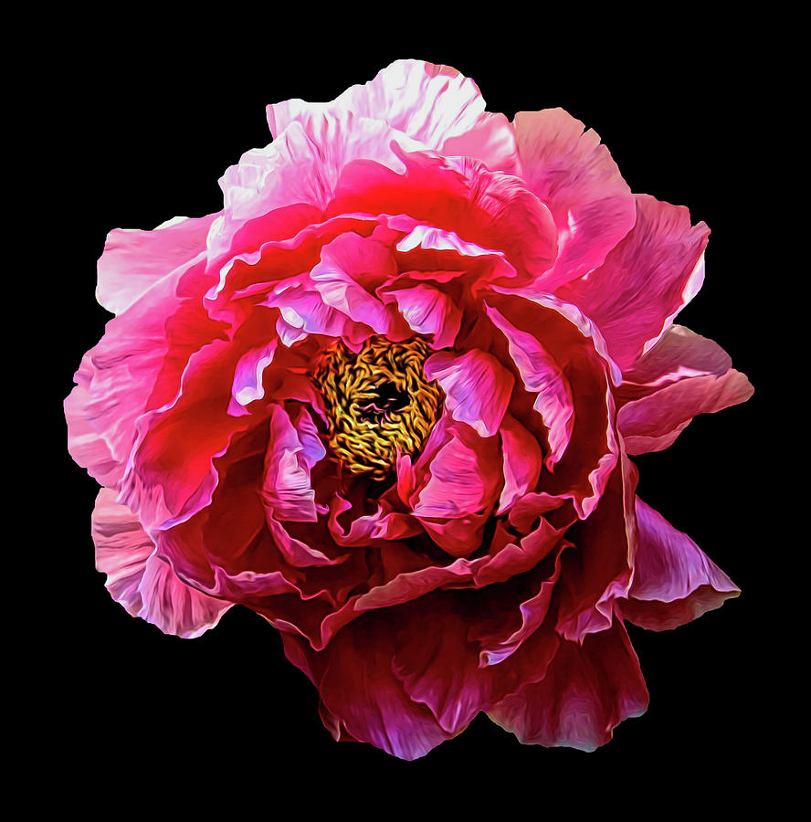 Pink Peony on Black Digital Art by Grace Iradian