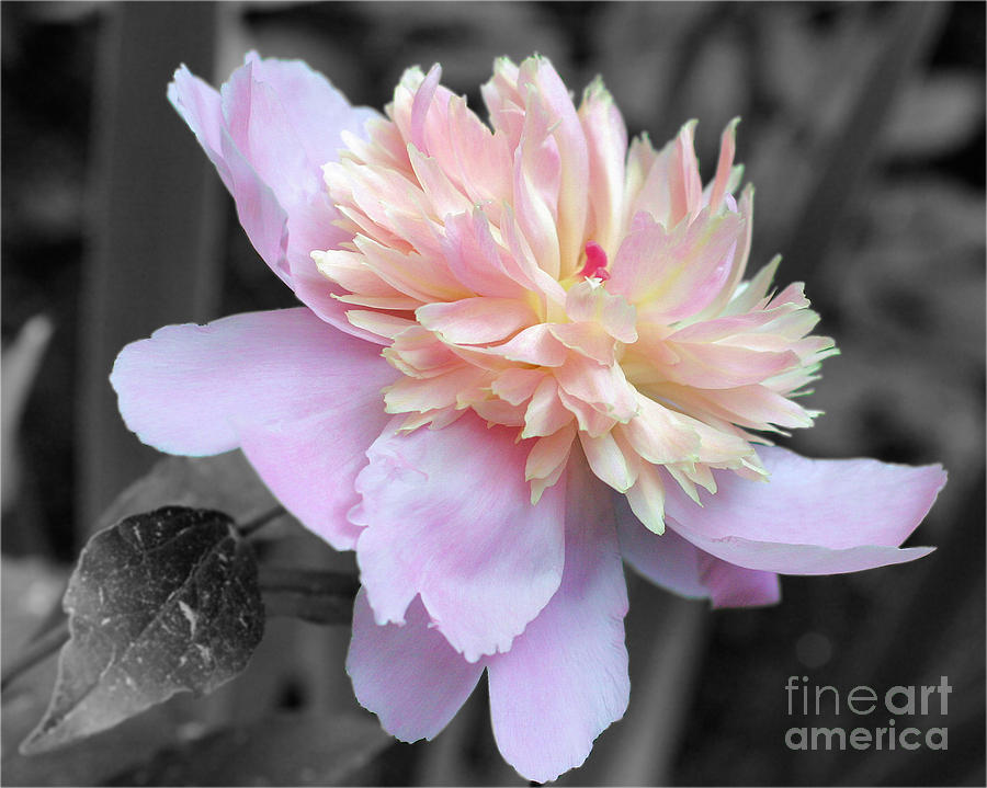 Pink Peony Partial Color Photograph by Smilin Eyes Treasures
