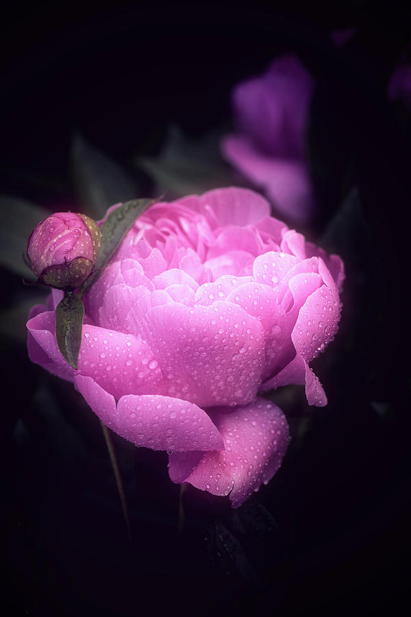 Pink Peony Photograph by Philippe Sainte-Laudy