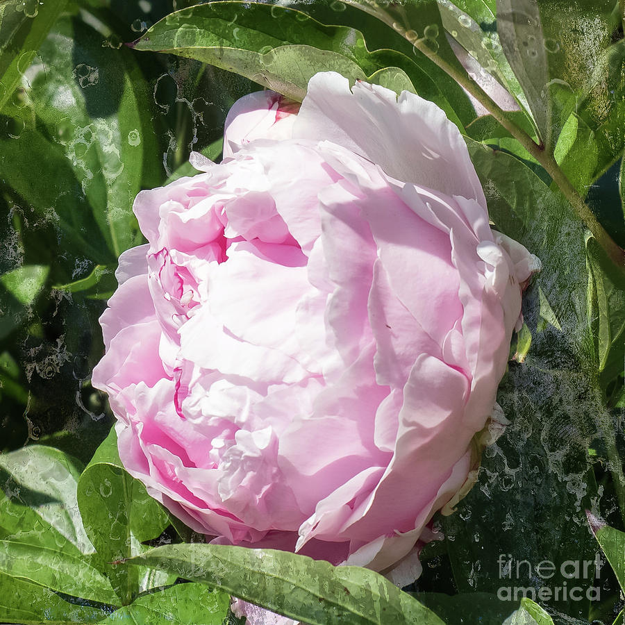 Pink Peony Photograph by Scott and Dixie Wiley