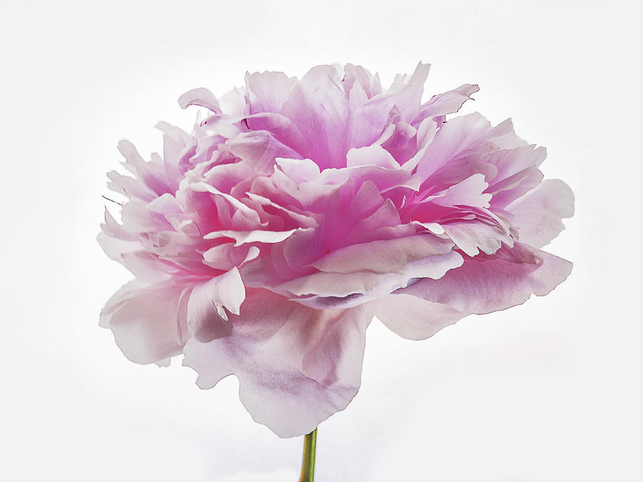 Nature Photograph - Pink Peony by Scott Cordell