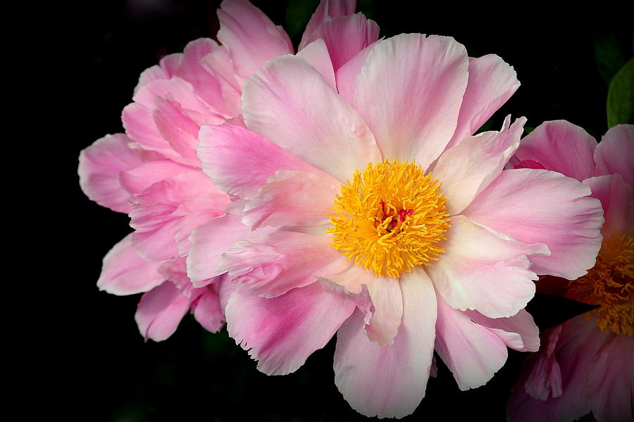 Nature Photograph - Pink Peony Splendor by Rosanne Jordan