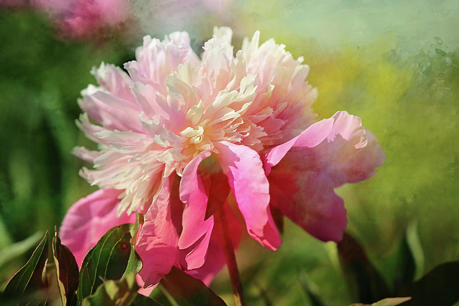 Pink Peony Spring Splash Photograph by Theresa Campbell