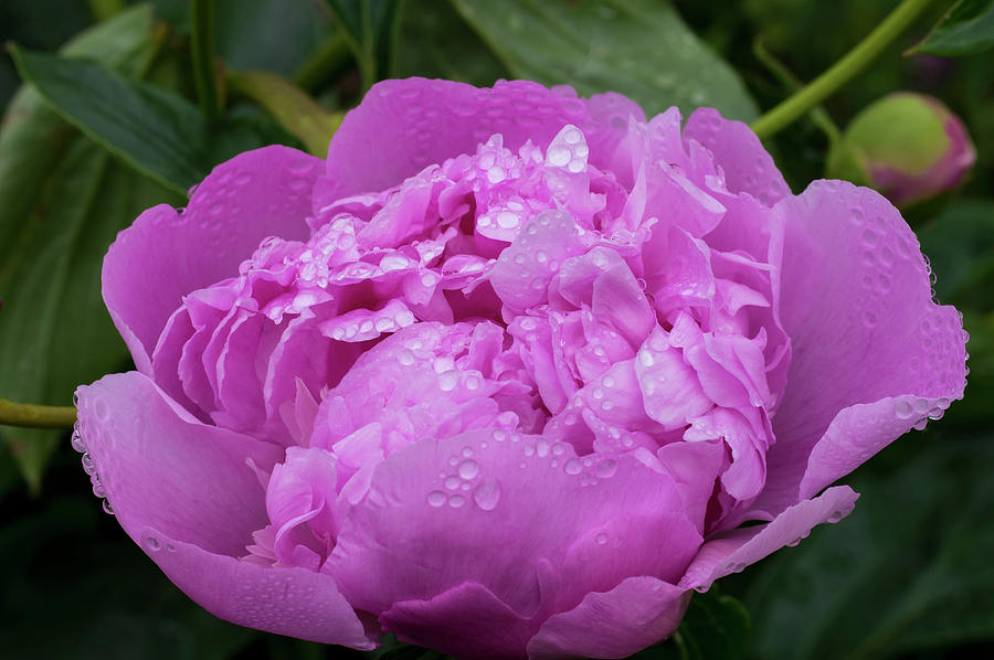 Pink Peony Photograph by Steven Clark