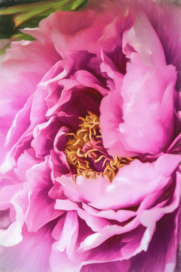 Flowers Still Life Digital Art - Pink Peony by Teresa Wilson