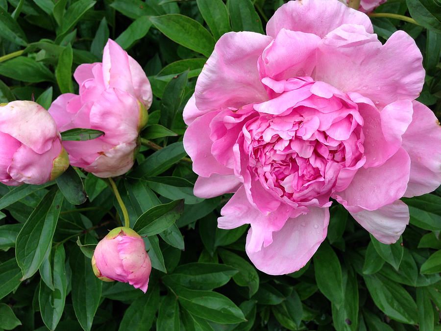 Pink Peony with Buds Photograph by Mary Bedy