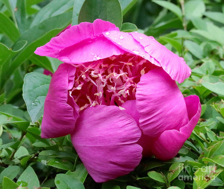 Pink Peony With Morning Dew Photograph by Beth Myer Photography