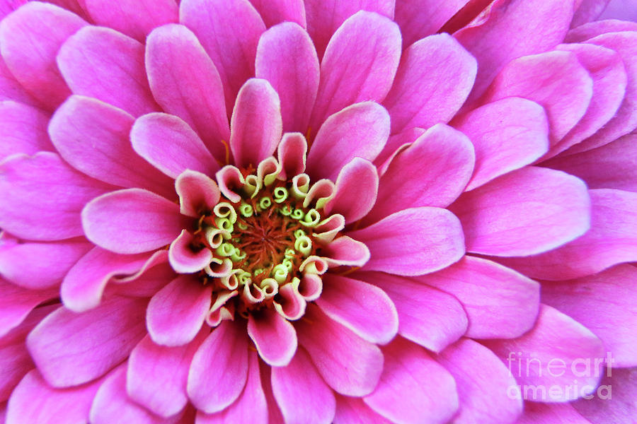 Pink Perfection 3674 Photograph by Jack Schultz