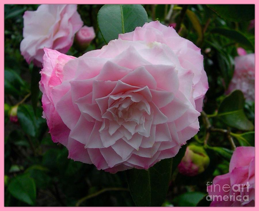 Pink Perfection Photograph By Joan Violet Stretch Fine Art America
