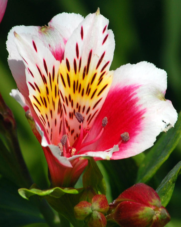 Pink Peruvian Lily 1 Photograph by Amy Fose