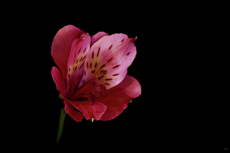 Pink Peruvian Lily Photograph by Jason Blalock
