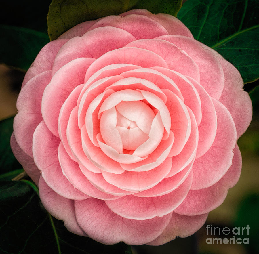 Pink Petal Perfection Photograph by Kathleen K Parker