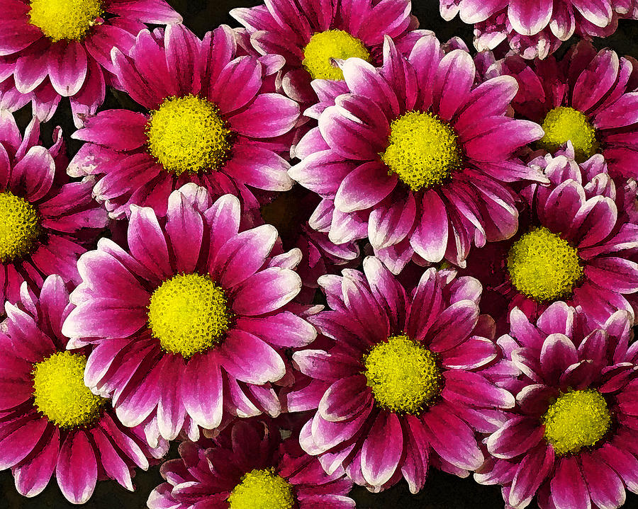 Pink Petaled Daisies Photograph by Lawrence S Richardson Jr