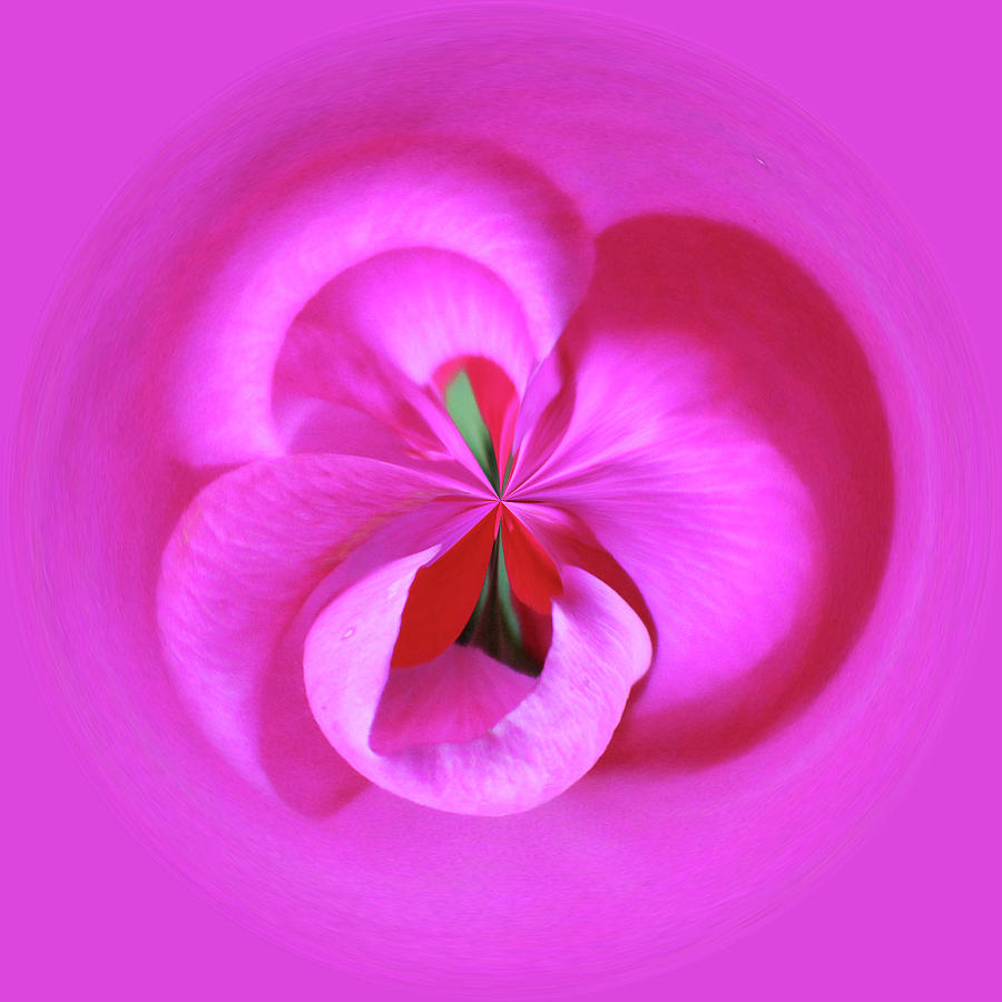Pink Petals Abstract Photograph by Cynthia Guinn