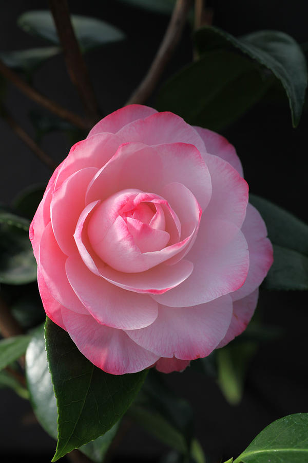 Pink Petals Camellia Photograph by Tammy Pool