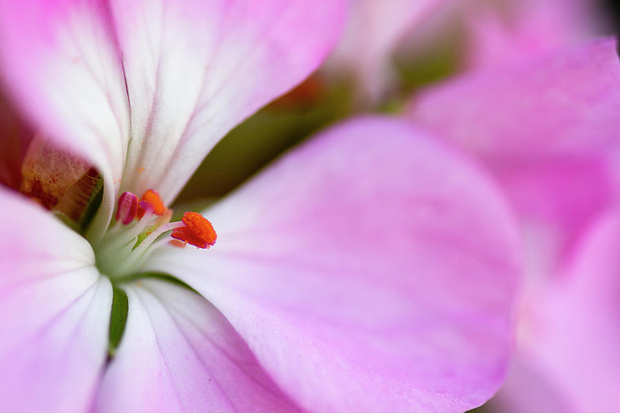 Flowers Still Life Photograph - Pink Petals by Cassandra NightThunder