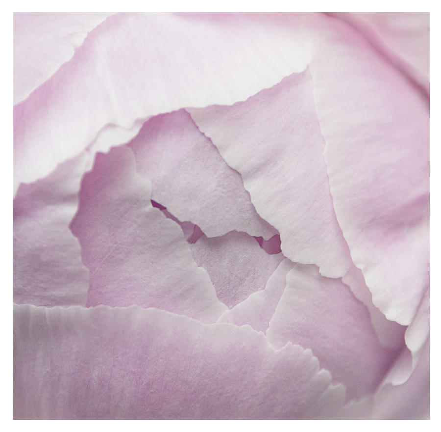 Pink petals close up Photograph by Lenny Carter