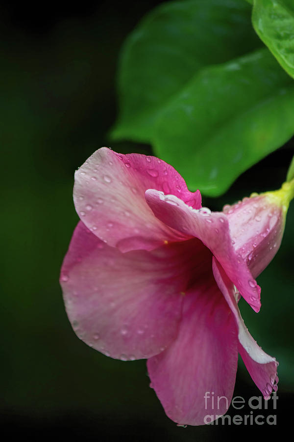 Pink Petals in the Rain Photograph by Teresa Wilson