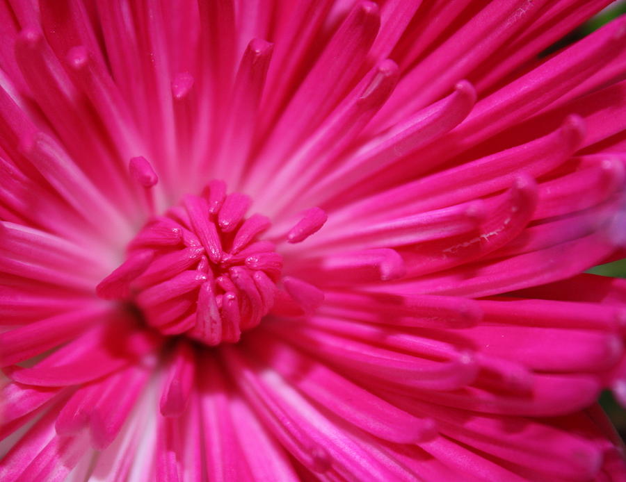 Pink Petals Photograph by Inspired Arts