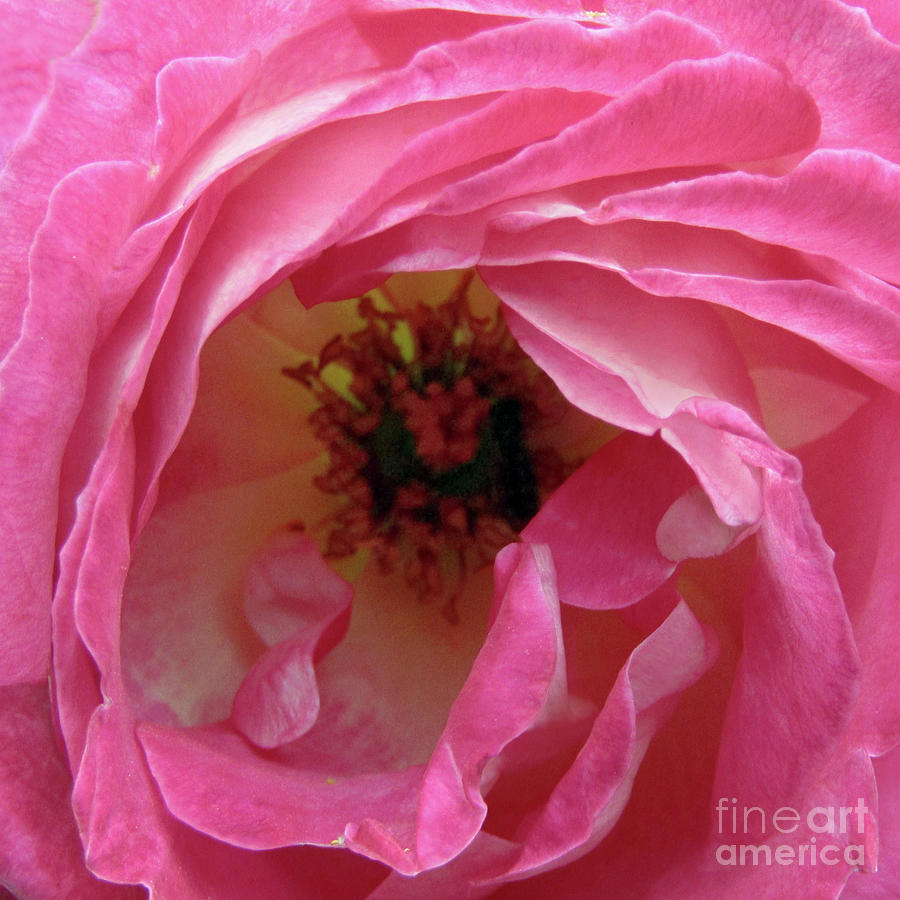 Pink Petals Photograph by Kim Tran
