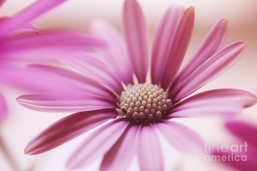 Flower Photograph - Pink Petals.. by LHJB Photography