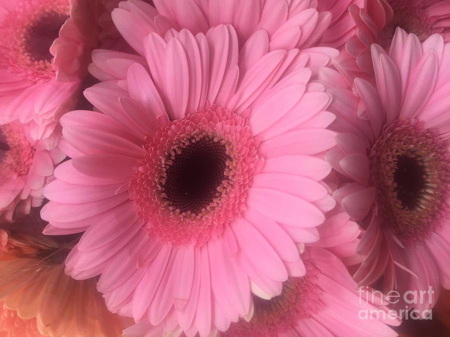 Daisy Photograph - Pink Petals by Nona Kumah