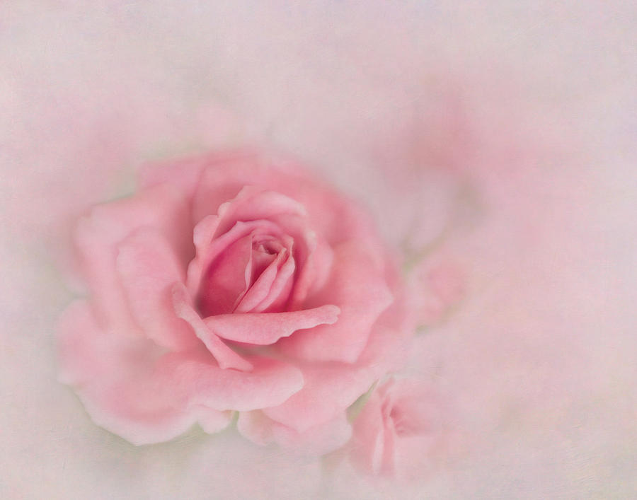 Pink Petals of a Rose Photograph by David and Carol Kelly