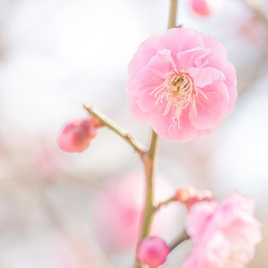Pink Petals Photograph by Toshinori Inomoto