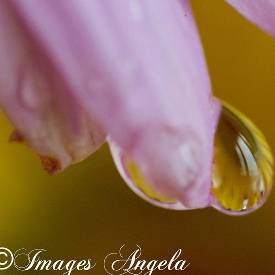 Nature Photograph - Pink Petals With A Drop Of Water by Angela Ahrens