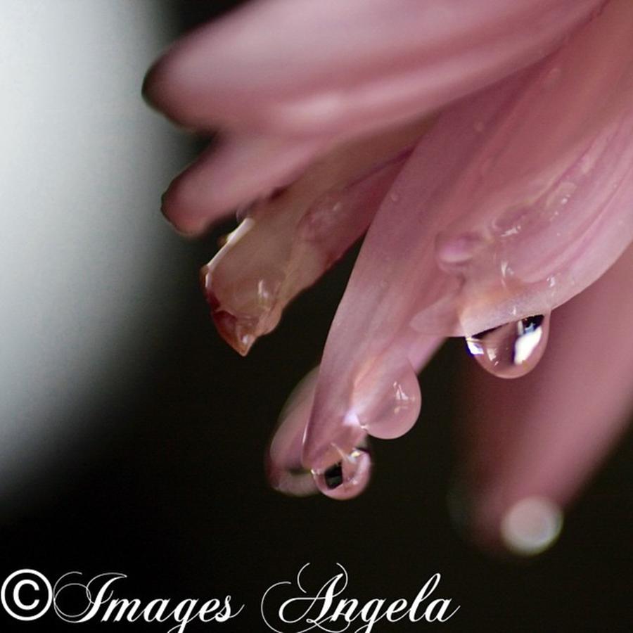 Nature Photograph - Pink Petals With Water Droplets #petals by Angela Ahrens