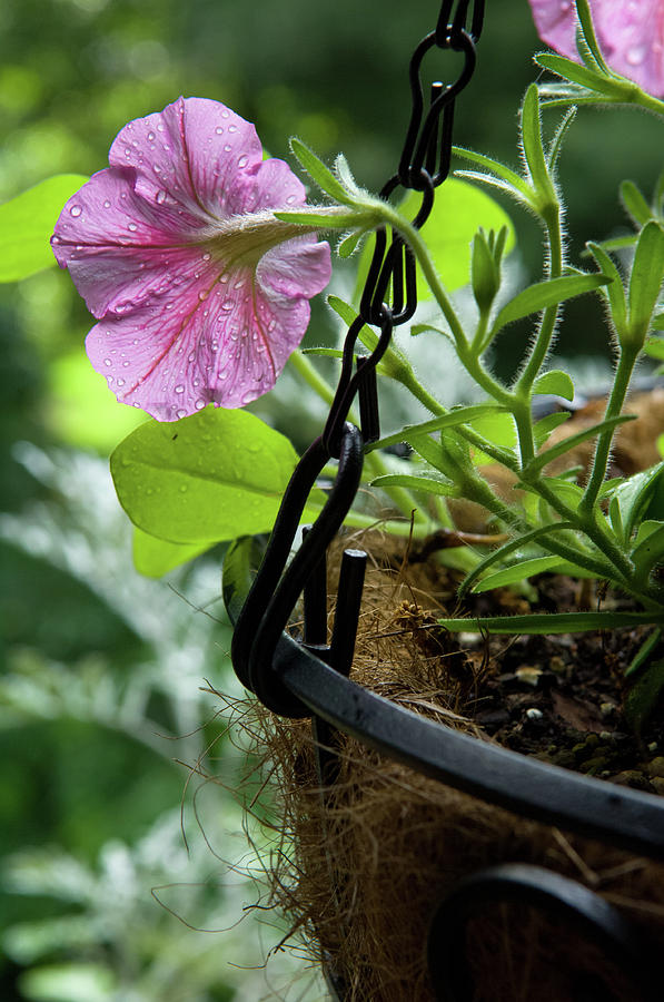 Pink Petunia and Hanging Basket, Hunter Hill, Hagerstown, Maryla Photograph by James Oppenheim