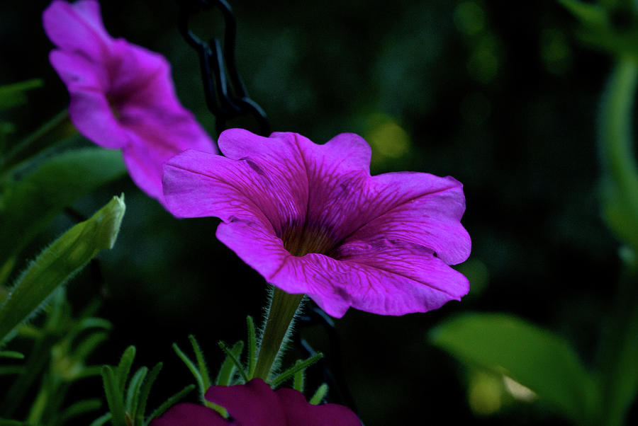 Pink Petunia, Dusk, Hunter Hill, Hagerstown, Maryland, July 25,  Photograph by James Oppenheim
