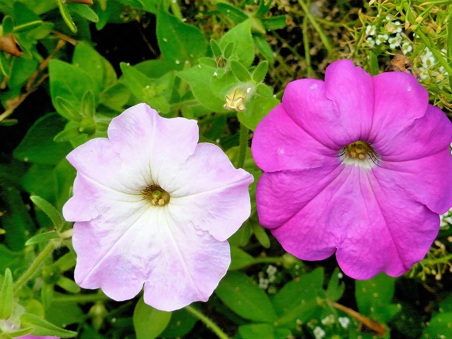 Pink petunia flower 4 Painting by Jeelan Clark