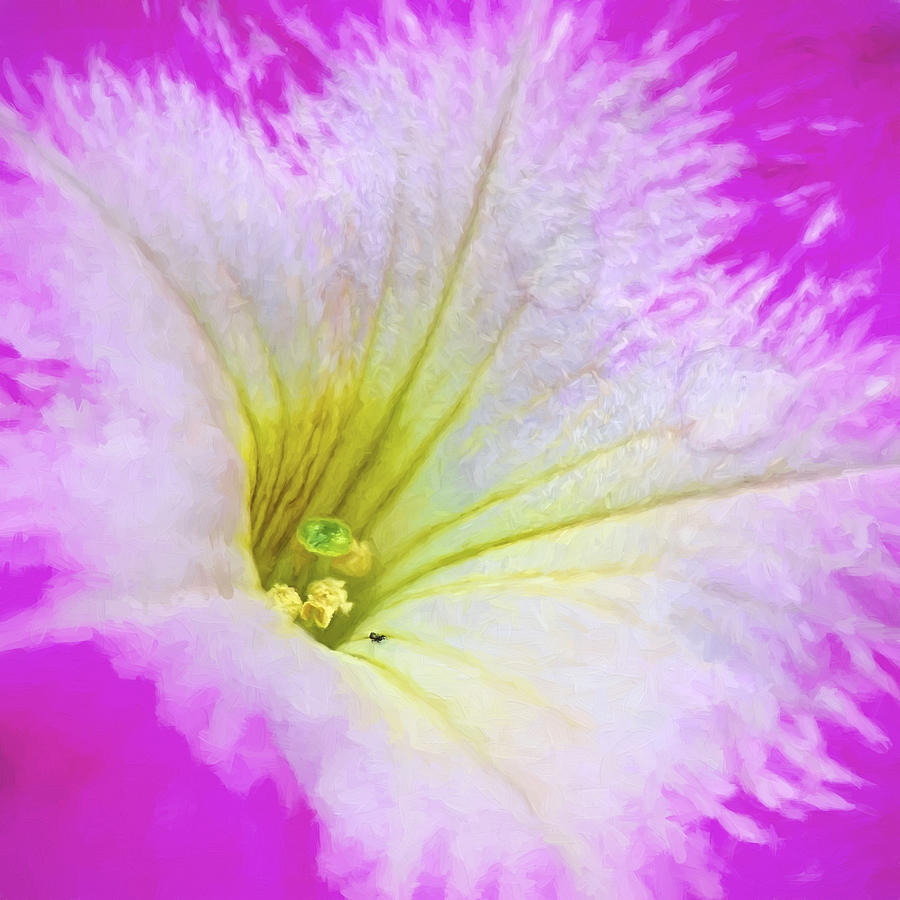 Pink Petunia PhotoArt Square Photograph by Sharon Talson
